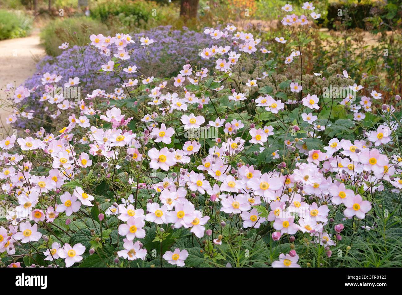 Blassrosa Anemone x hybrida ‘Robustissima’, allgemein bekannt als Japan-Anemone oder Traubenblättern-Anemone, in Blüte. Stockfoto