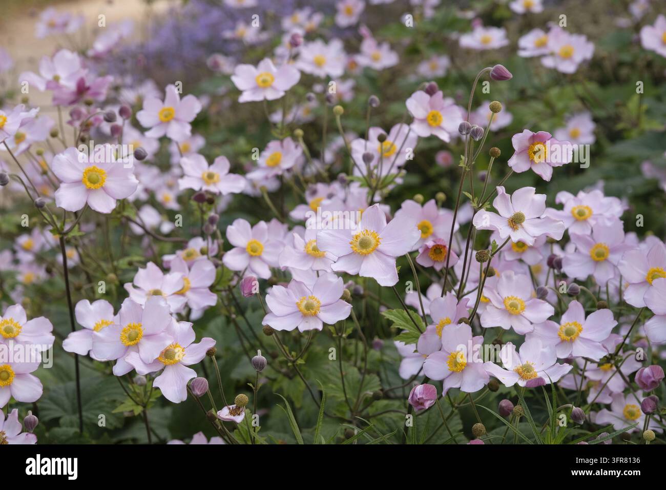 Blassrosa Anemone x hybrida ‘Robustissima’, allgemein bekannt als Japan-Anemone oder Traubenblättern-Anemone, in Blüte. Stockfoto
