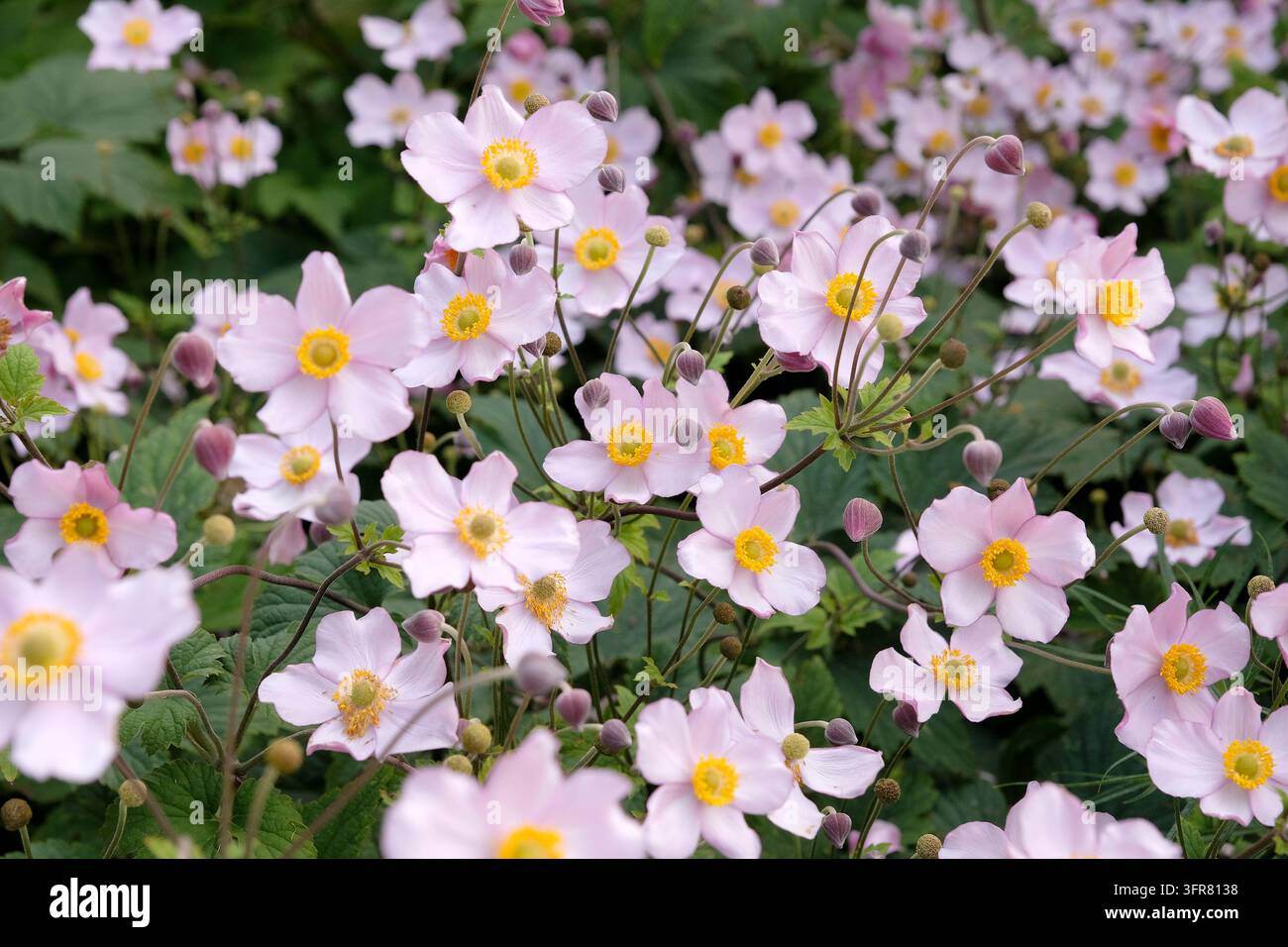 Blassrosa Anemone x hybrida ‘Robustissima’, allgemein bekannt als Japan-Anemone oder Traubenblättern-Anemone, in Blüte. Stockfoto