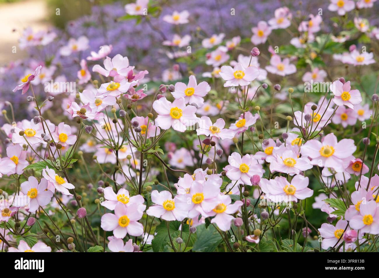 Blassrosa Anemone x hybrida ‘Robustissima’, allgemein bekannt als Japan-Anemone oder Traubenblättern-Anemone, in Blüte. Stockfoto