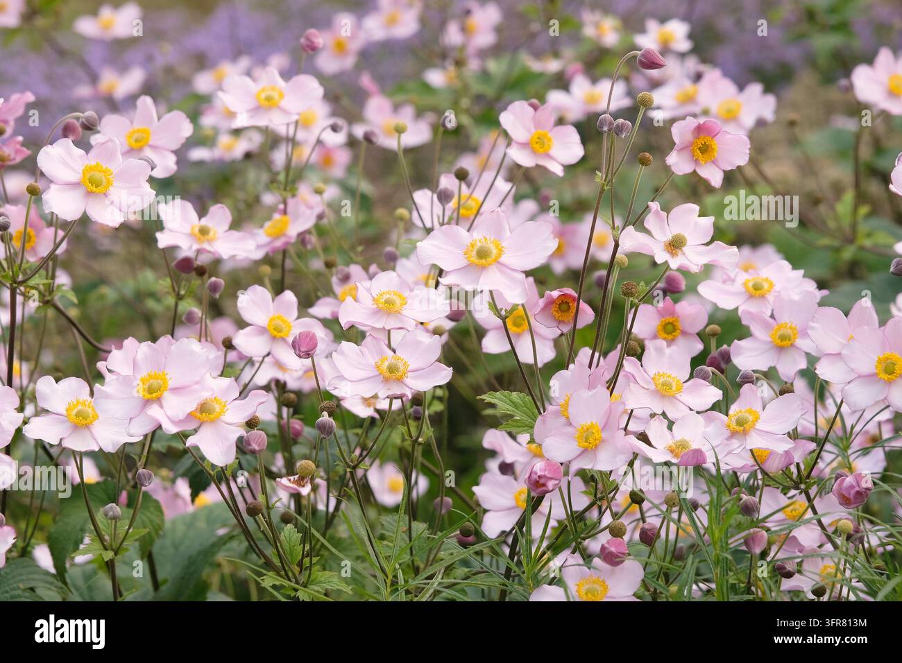Blassrosa Anemone x hybrida ‘Robustissima’, allgemein bekannt als Japan-Anemone oder Traubenblättern-Anemone, in Blüte. Stockfoto