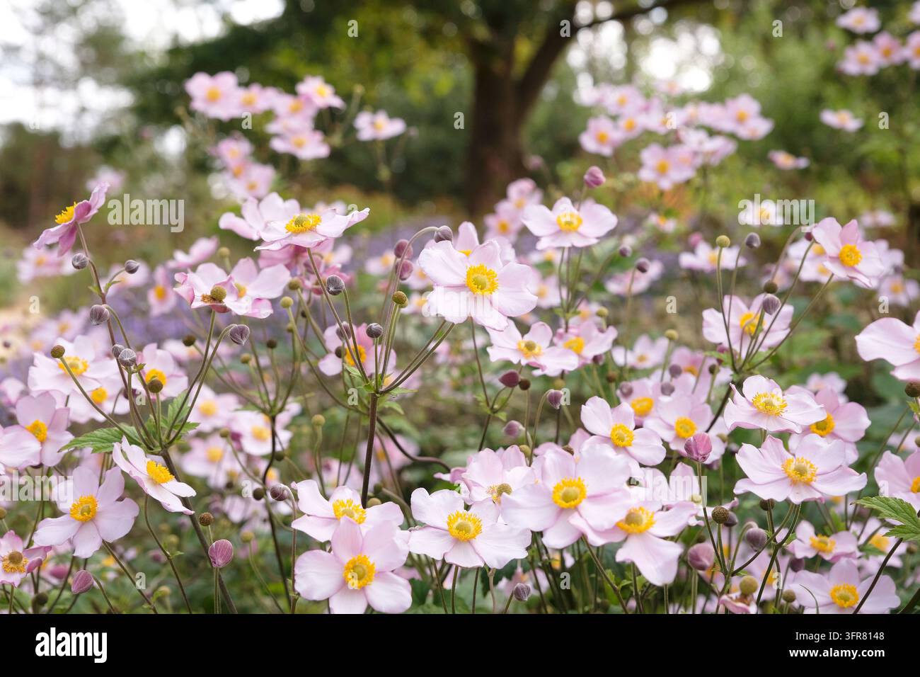 Blassrosa Anemone x hybrida ‘Robustissima’, allgemein bekannt als Japan-Anemone oder Traubenblättern-Anemone, in Blüte. Stockfoto