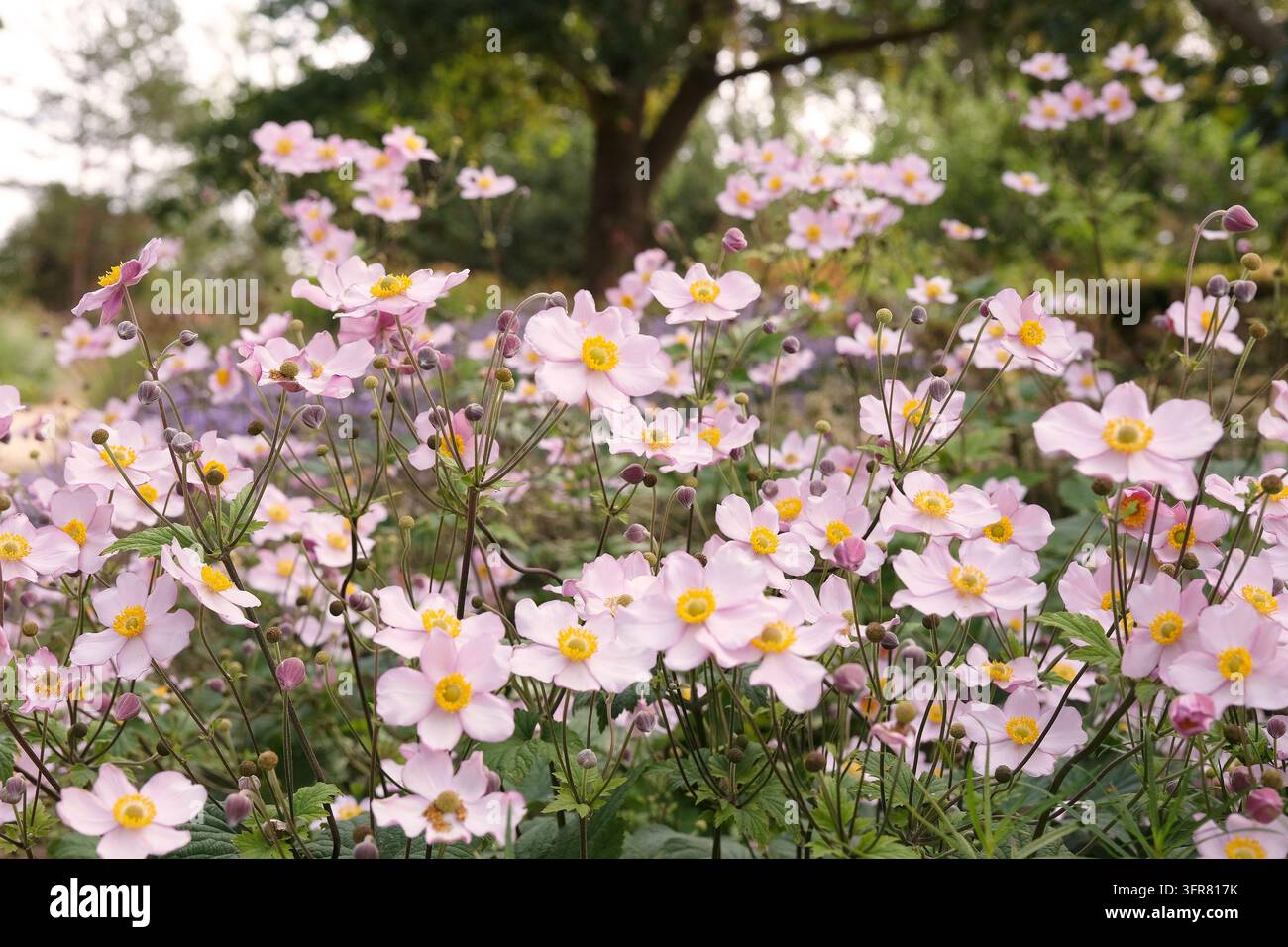 Blassrosa Anemone x hybrida ‘Robustissima’, allgemein bekannt als Japan-Anemone oder Traubenblättern-Anemone, in Blüte. Stockfoto