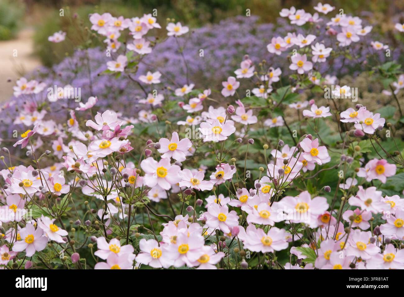 Blassrosa Anemone x hybrida ‘Robustissima’, allgemein bekannt als Japan-Anemone oder Traubenblättern-Anemone, in Blüte. Stockfoto