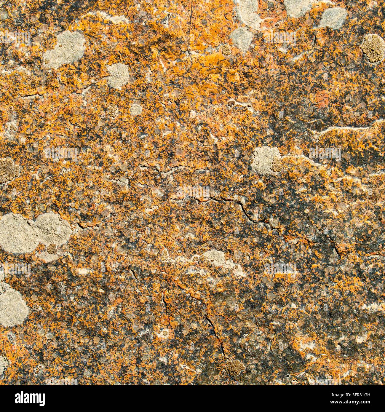 Verwitterte granitähnliche Steinoberflächentextur bedeckt mit orangefarbenem Flechtenbewuchs, hellgrauen Flecken und feinen Rissen, Vollbildhintergrund. Stockfoto