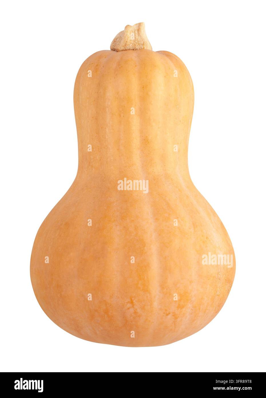 butternut Squash Pfad isoliert auf weiß Stockfoto