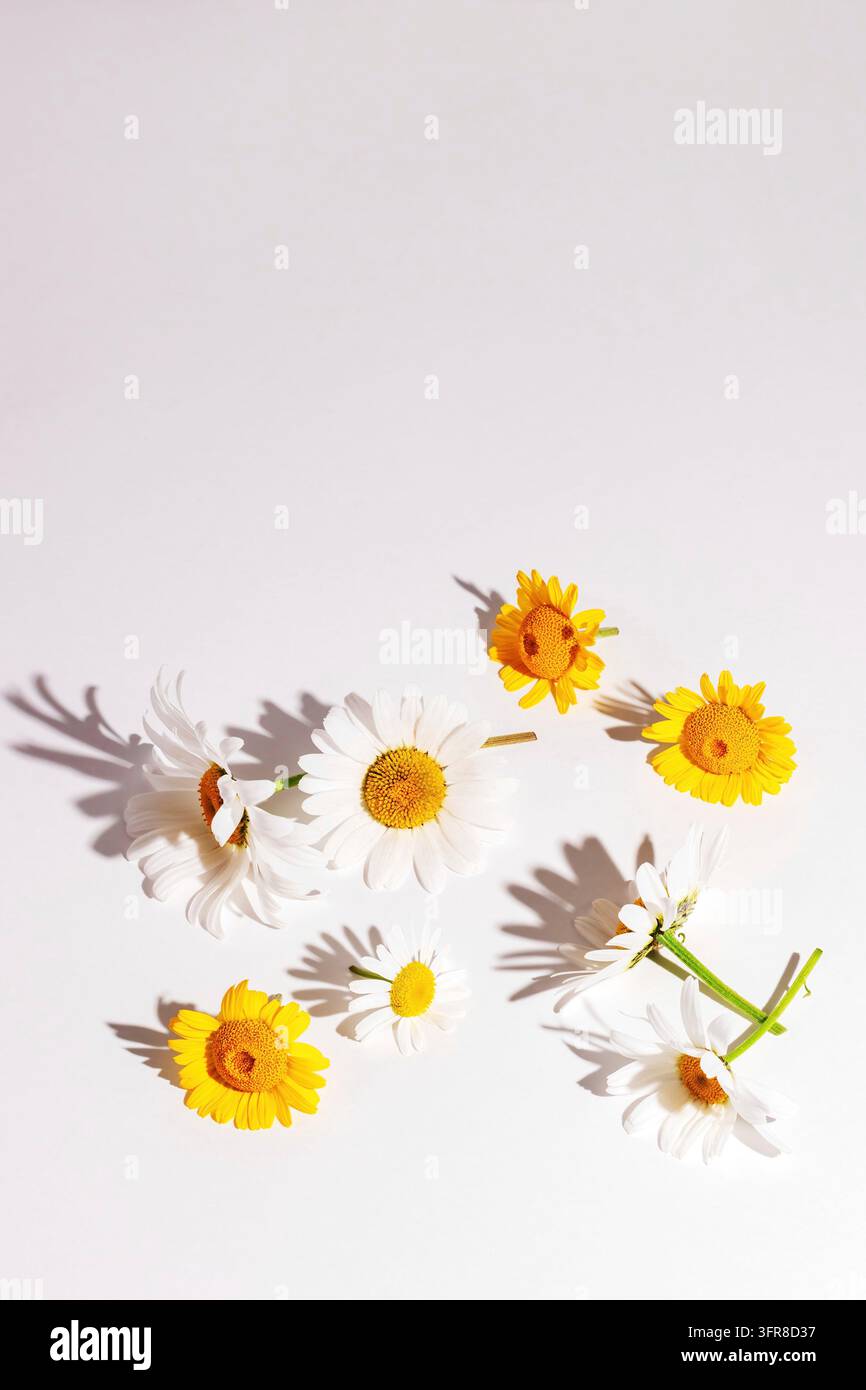 Leere weiße Grußkarte und Gänseblümchen-Kamille-Blumen auf weißem Hintergrund, Mockup-Karte. Kopierplatz Stockfoto