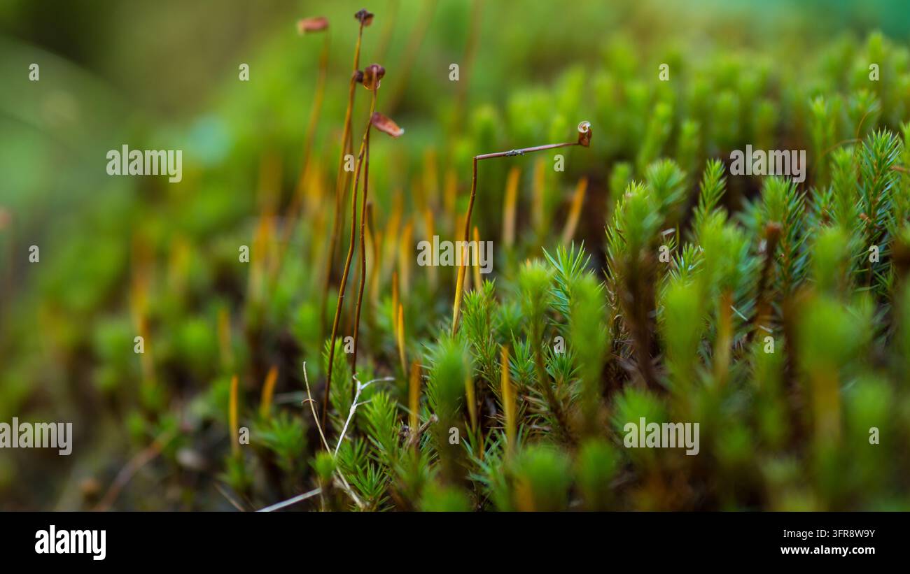 Haarkapselmoos mit Sporenkapseln an dünnen Stielen Makro, Polytrichum-Moos-Sporophyten im Waldboden-Miniaturwelt — Winziges Naturkonzept Stockfoto