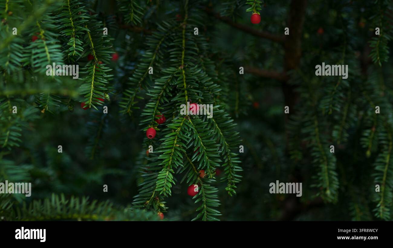 Rote Arillen an einem Zweig der Eibe (Taxus baccata), Nahaufnahme von immergrünen Eibennadeln mit geringer Schärfentiefe, Konzept für Weihnachtsgrußkartenhintergründe Stockfoto