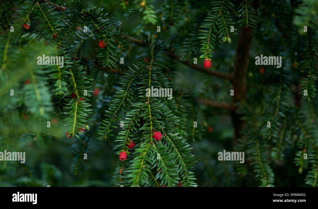 Rote Arillen an einem Zweig der Eibe (Taxus baccata), Nahaufnahme von immergrünen Eibennadeln mit geringer Schärfentiefe, Konzept für Weihnachtsgrußkartenhintergründe Stockfoto