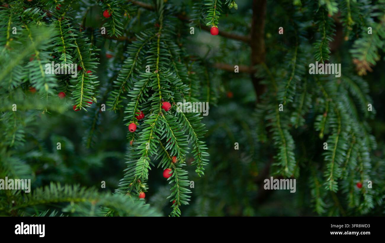 Rote Arillen an einem Zweig der Eibe (Taxus baccata), Nahaufnahme von immergrünen Eibennadeln mit geringer Schärfentiefe, Konzept für Weihnachtsgrußkartenhintergründe Stockfoto