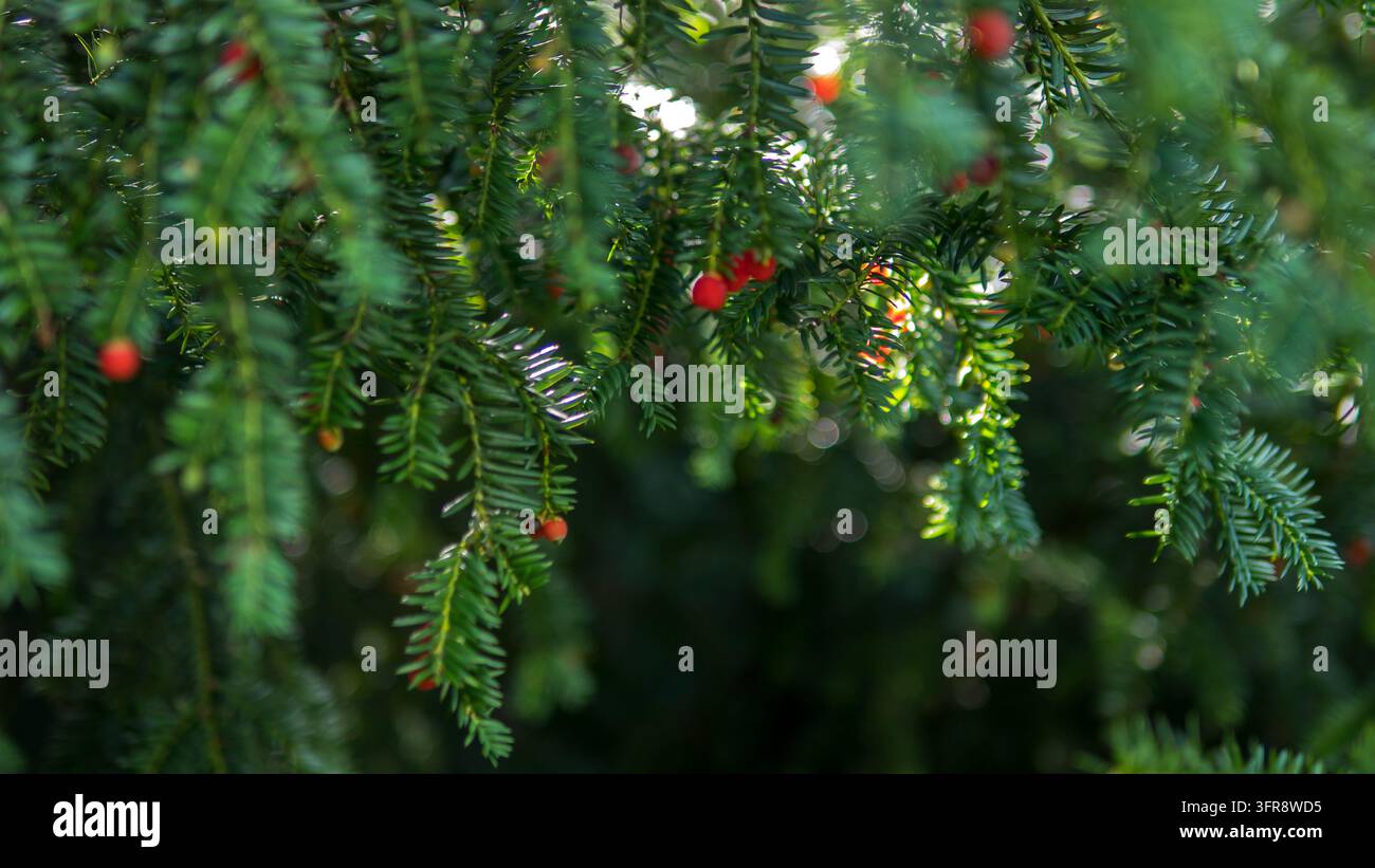 Rote Arillen an einem Zweig der Eibe (Taxus baccata), Nahaufnahme von immergrünen Eibennadeln mit geringer Schärfentiefe, Konzept für Weihnachtsgrußkartenhintergründe Stockfoto