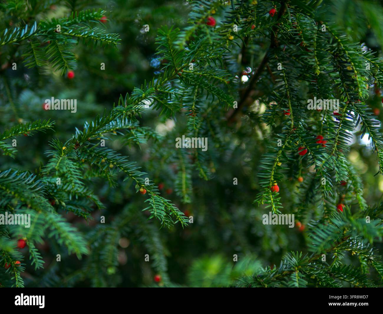 Rote Arillen an einem Zweig der Eibe (Taxus baccata), Nahaufnahme von immergrünen Eibennadeln mit geringer Schärfentiefe, Konzept für Weihnachtsgrußkartenhintergründe Stockfoto