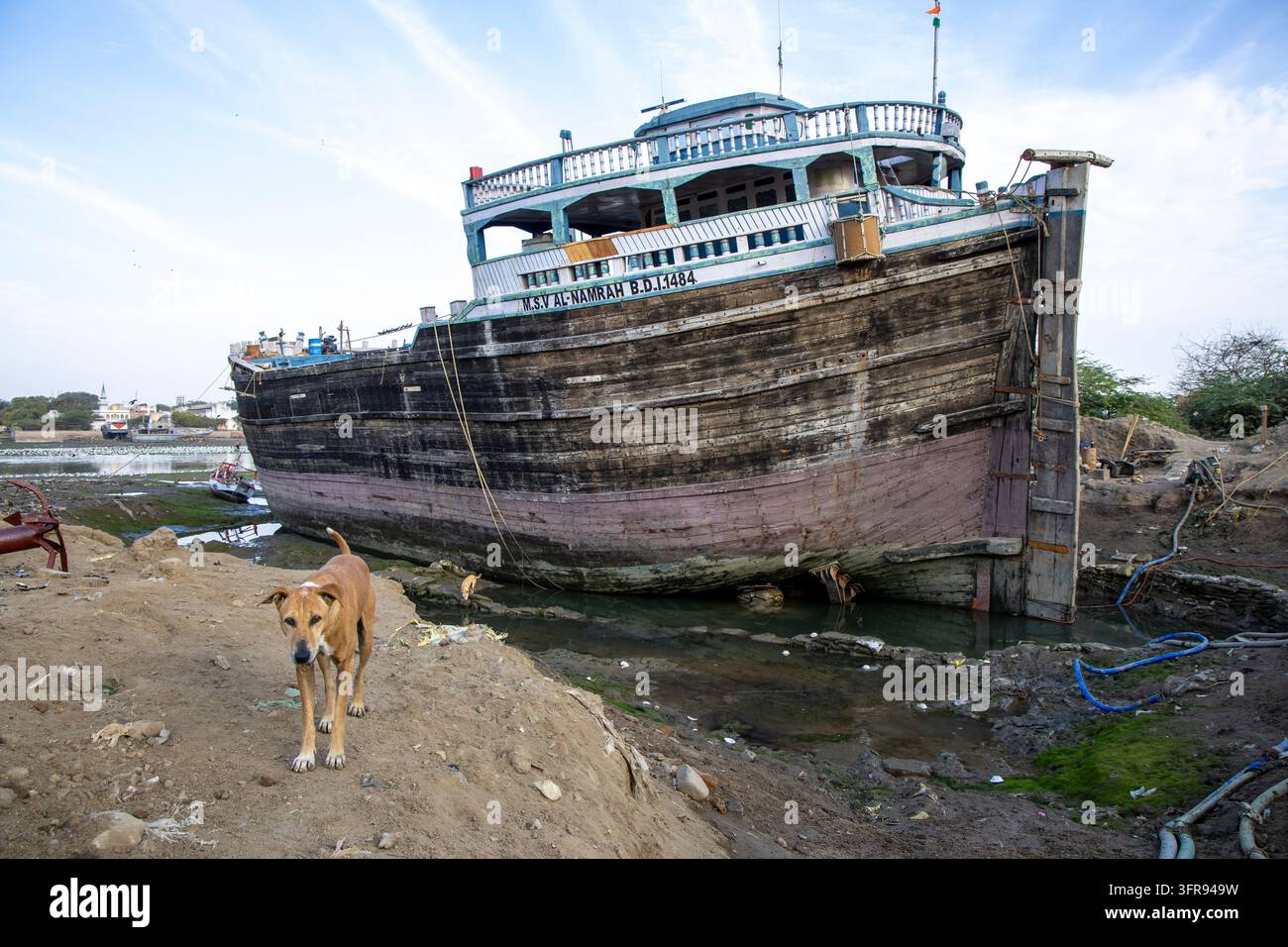 Herrenloses Hund steht am schlammigen Ufer vor einem großen verwitterten Holzfrachtschiff, Gujarat, Mandvi, Indien Stockfoto