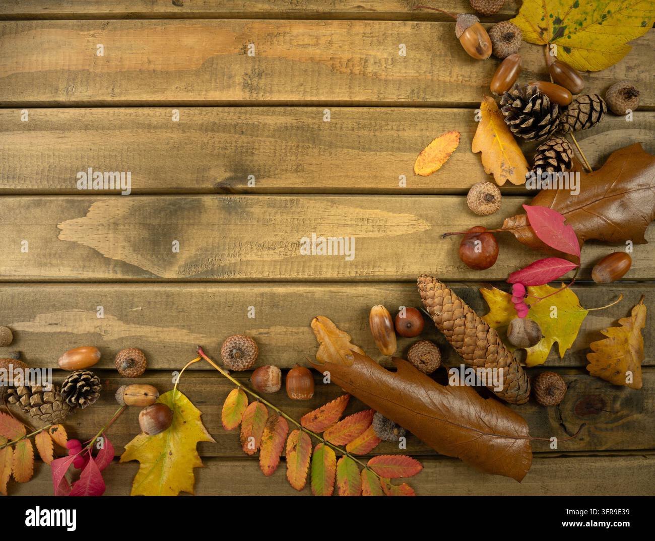 Herbsttextur mit Blättern, Eicheln, Kiefernzapfen und Beeren, die in der unteren rechten Ecke auf hellem Holztisch verstreut sind, natürlicher Herbsthintergrund Stockfoto