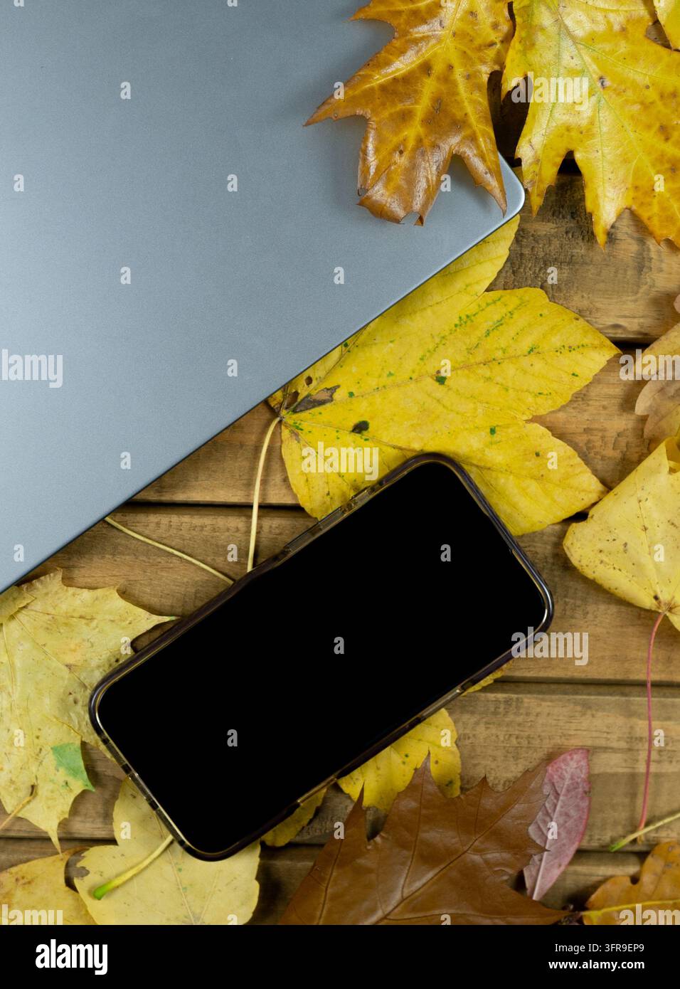 Vertikale Laptop- und Telefon-Vorlage auf herbstlichem Holz-Hintergrund mit gelben Ahornblättern, Porträt-Technologie-Flachlage für Geschichten und Poster Stockfoto