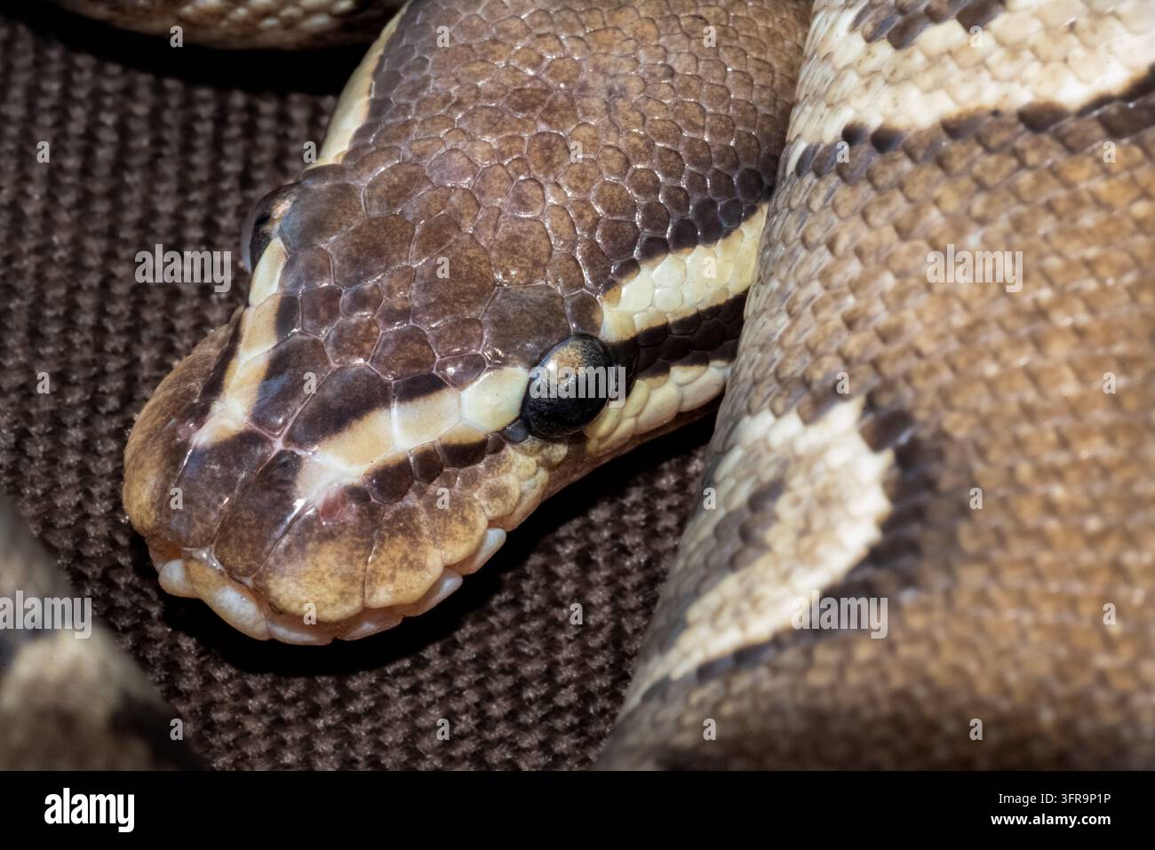 Extremer Nahaufnahme-Porträt eines jungen Mojave-Ballpythons (Python regius), das detaillierte Schuppen und Wärmepunkte zeigt Stockfoto