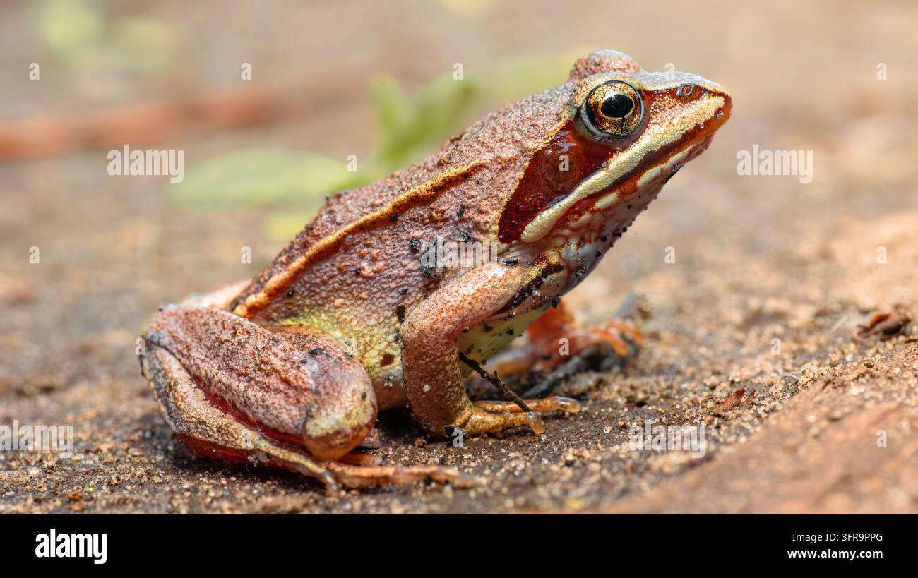 Rosa brauner Frosch auf dem Waldboden in Kiew, Ukraine Stockfoto