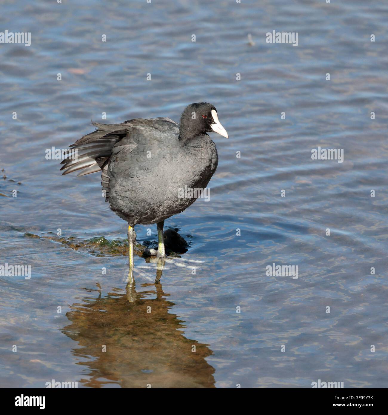 Eine Blässhuhn (fulica) steht im flachen Wasser und schaut nach rechts Stockfoto