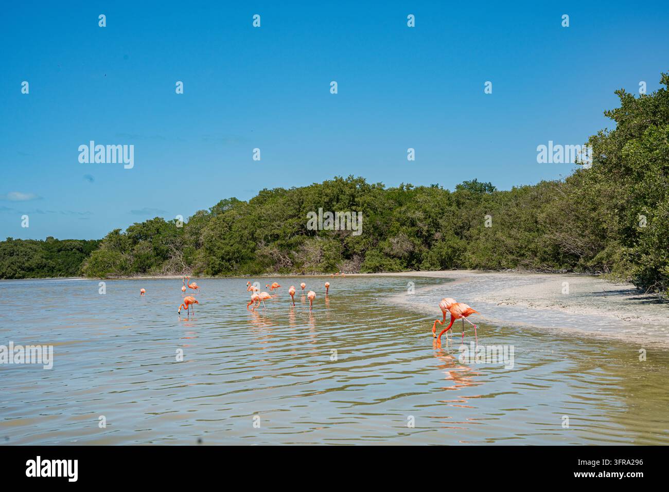 Amerikanische Flamingos füttern in einer flachen Lagune neben Mangroven in Celestun Stockfoto