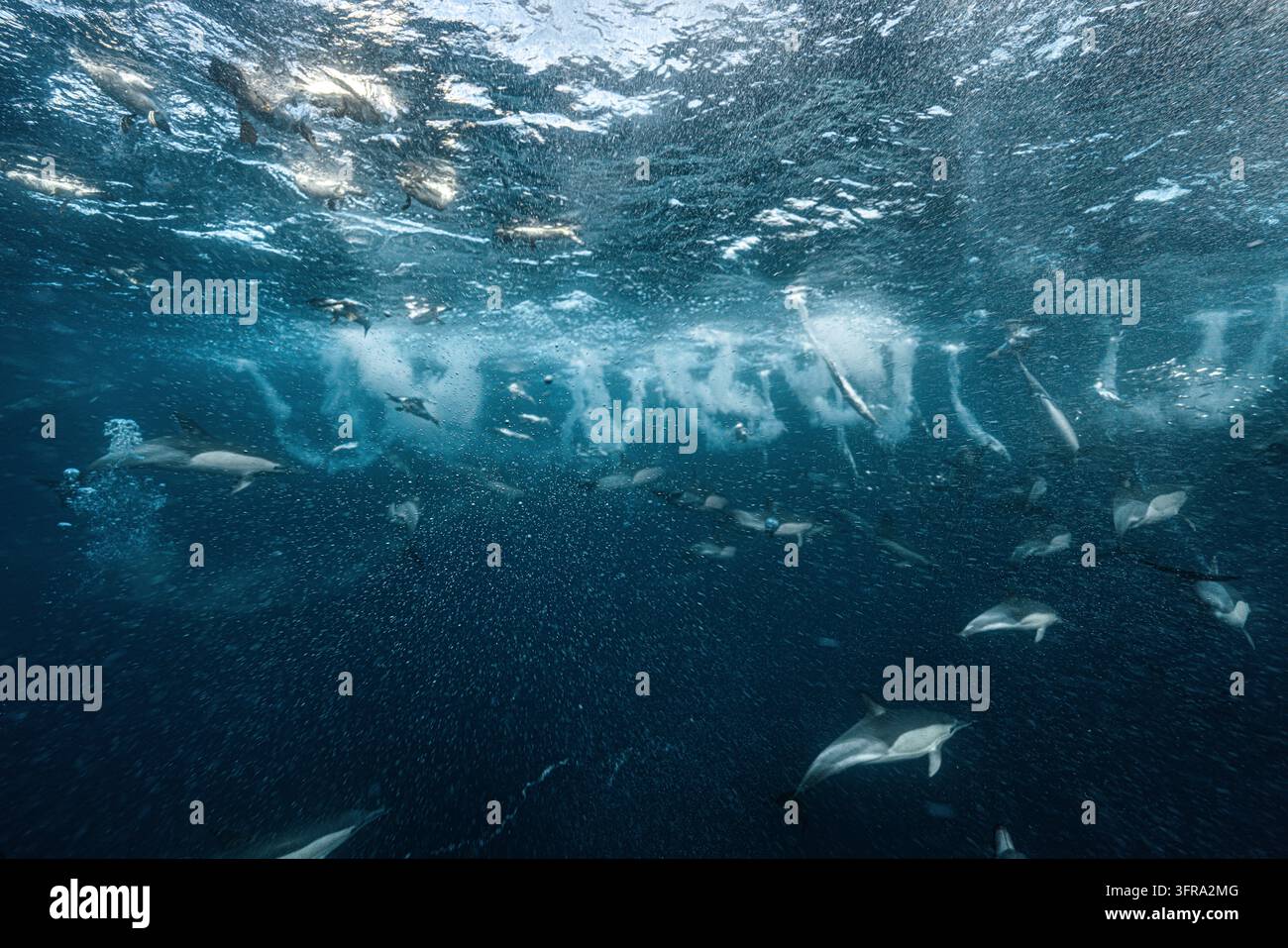 Gemeinsame Delfine und Kormorane jagen unter einer brechenden Welle Stockfoto