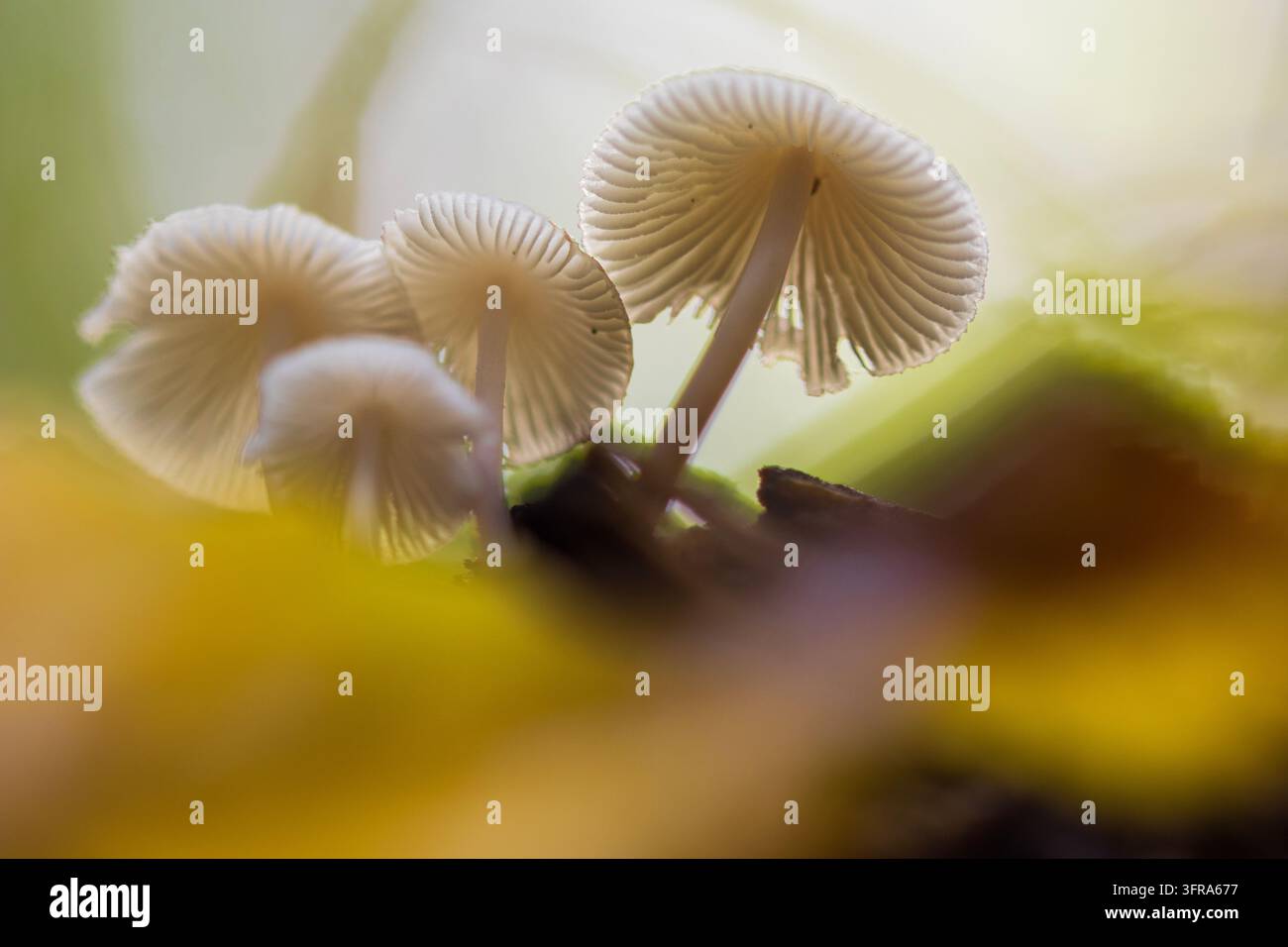 Kleine weiße Pilze mit zarten Lamellen, die im goldenen Gegenlicht leuchten und eine träumerische Atmosphäre auf dem Waldboden erzeugen. Stockfoto