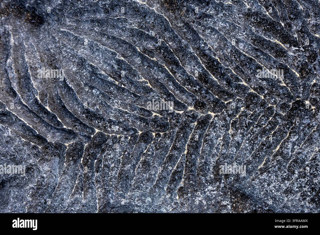 Extreme Nahaufnahme zeigt die abstrakte, gerillte Textur von erodiertem Tsingy-Kalkstein, Melaky, Grand Tsingy, Madagaskar Stockfoto