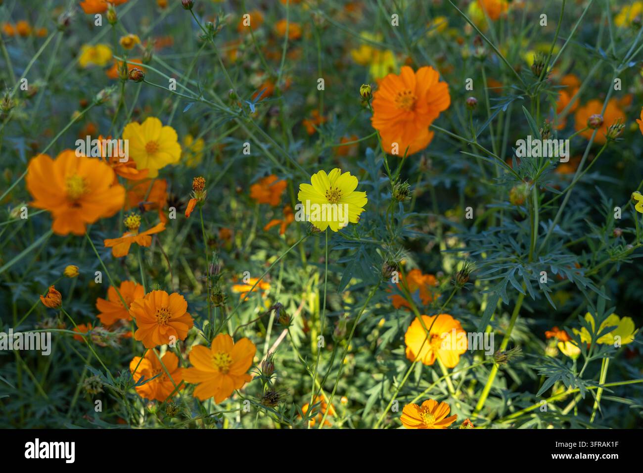 Orange und gelbe Kosmeien blühen in einem üppigen grünen Feld unter natürlichem Sonnenlicht, Plateaux-Region, Kpalime, Togo Stockfoto