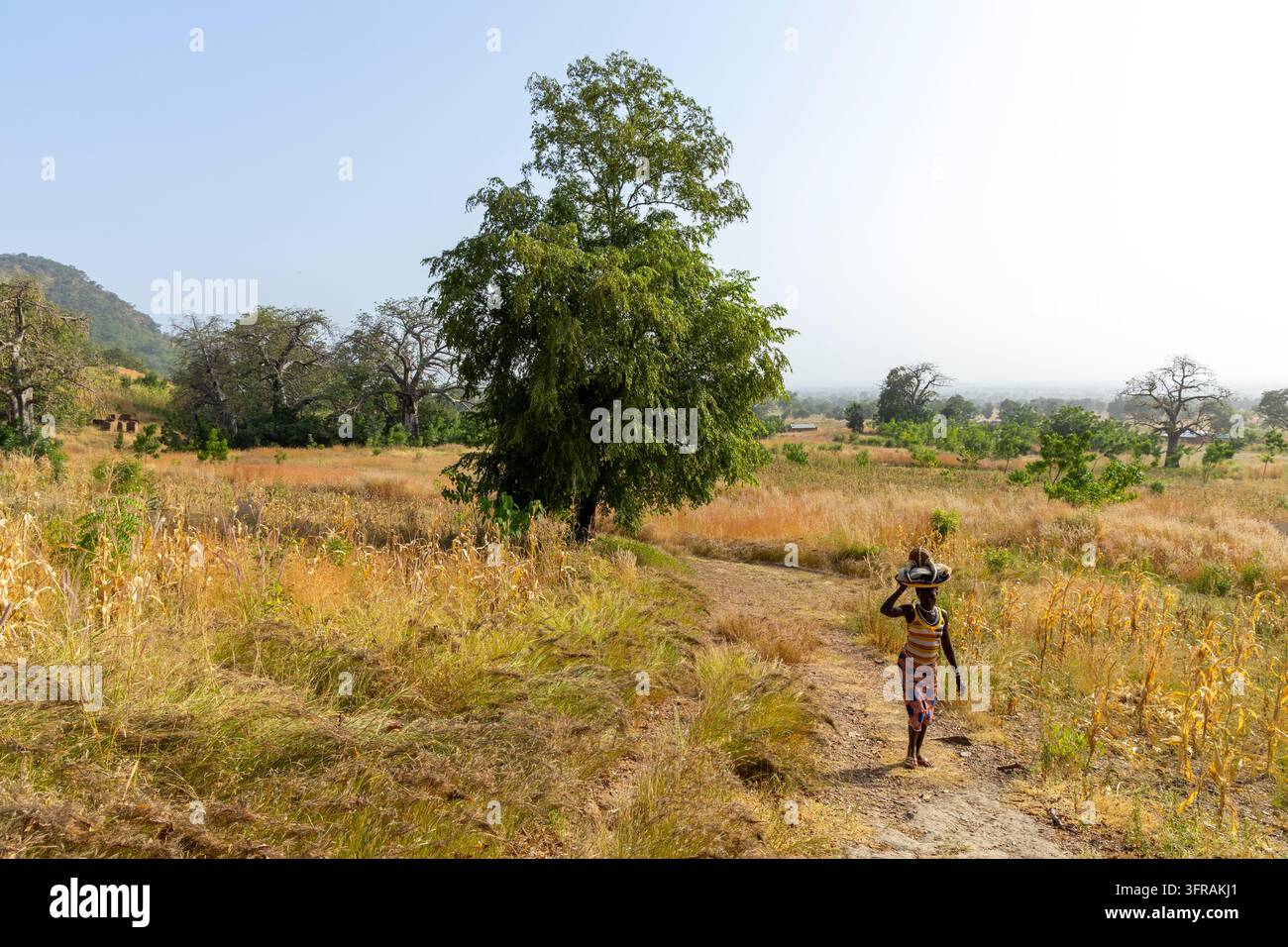 Frau des Tamberma-Stammes trägt einen Korb auf ihrem Kopf entlang eines Weges durch die Landschaft, Koutammakou, Tamberma, Togo Stockfoto