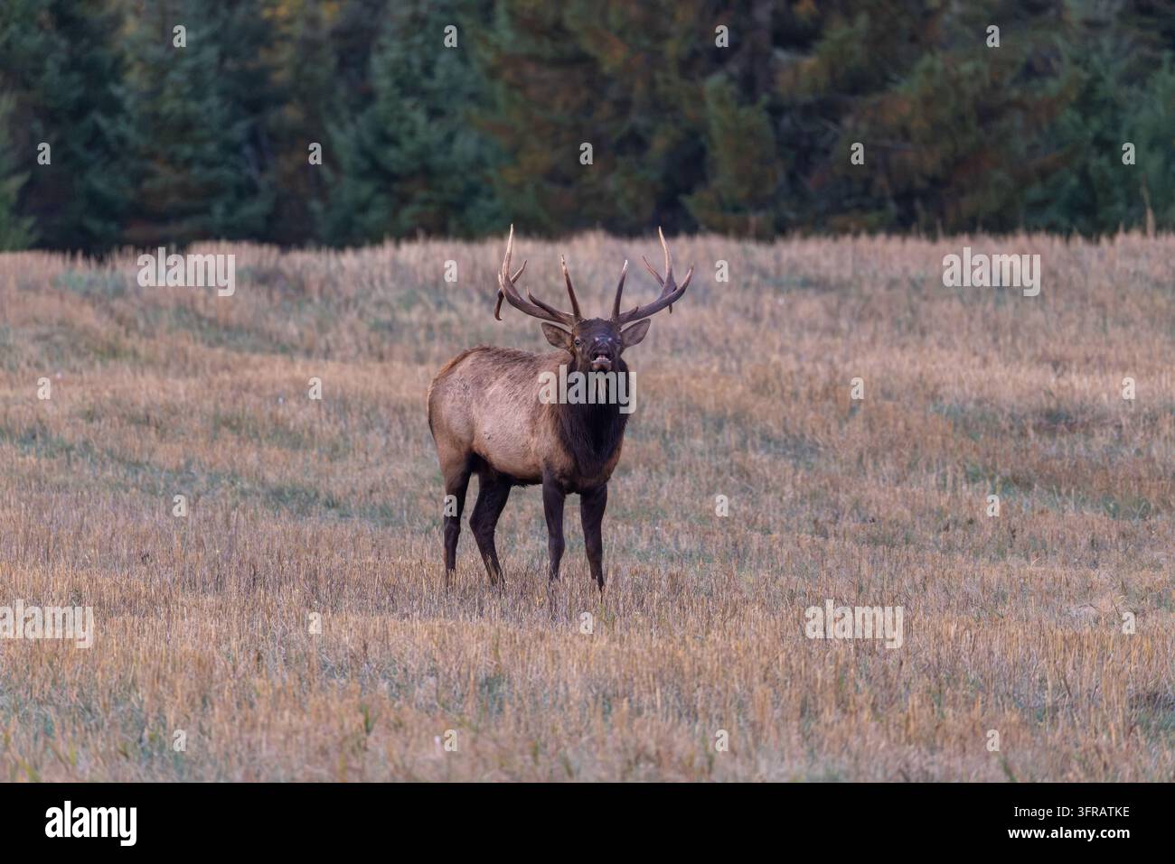 Bullenhirsch an einem Oktobermorgen im Norden von Wisconsin. Stockfoto