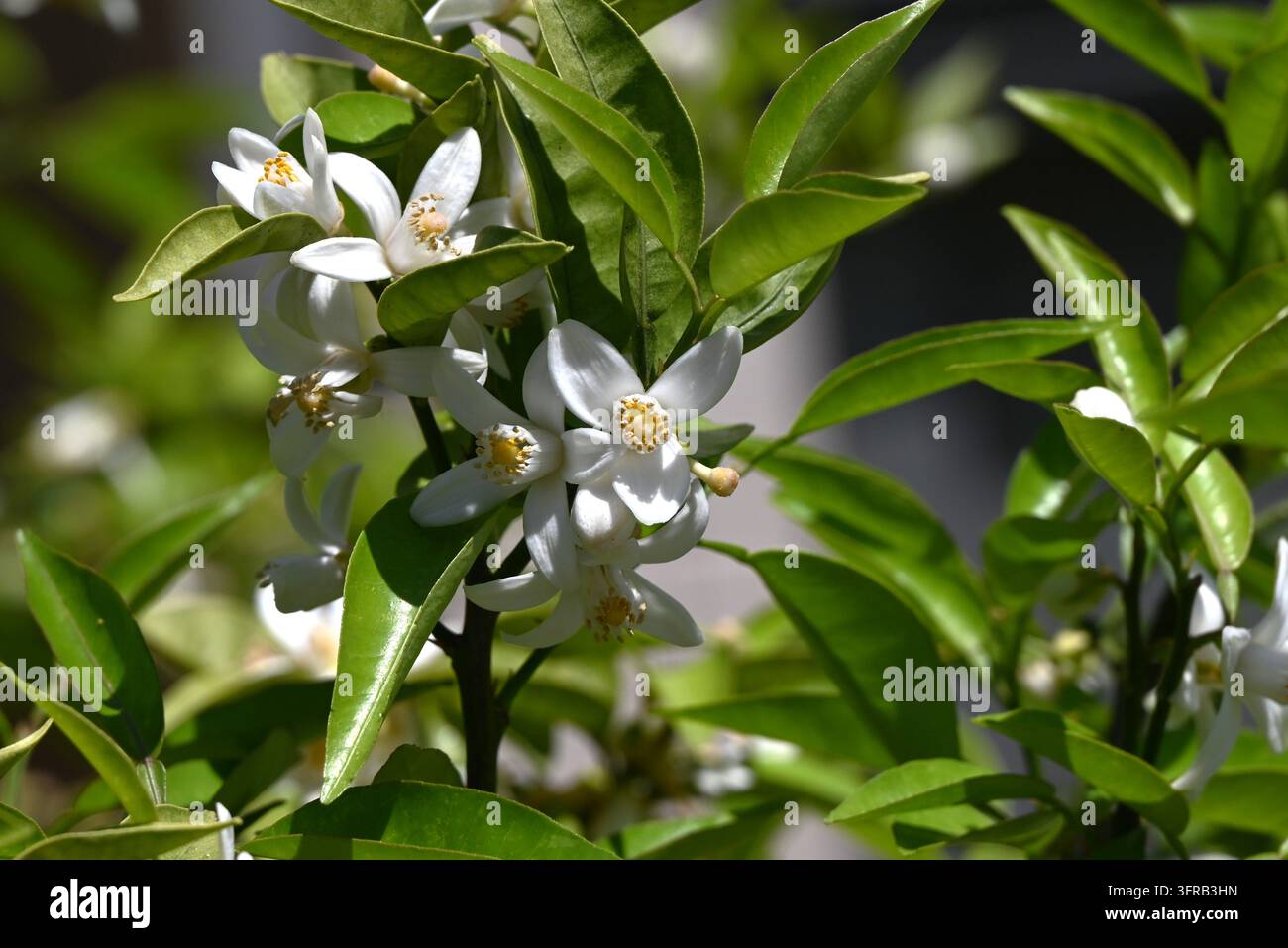 Yuzu ist eine japanische Zitrusfrucht. Sehr aromatischer Duft und herzhafter, erfrischender Geschmack. Stockfoto