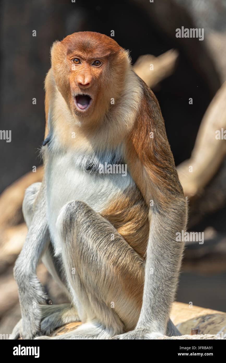 Ein junger Nasenaffe (Nasalis larvatus) ruft und zeigt die charakteristische Nase und den ausdrucksstarken Gesichtsausdruck der Art. Stockfoto