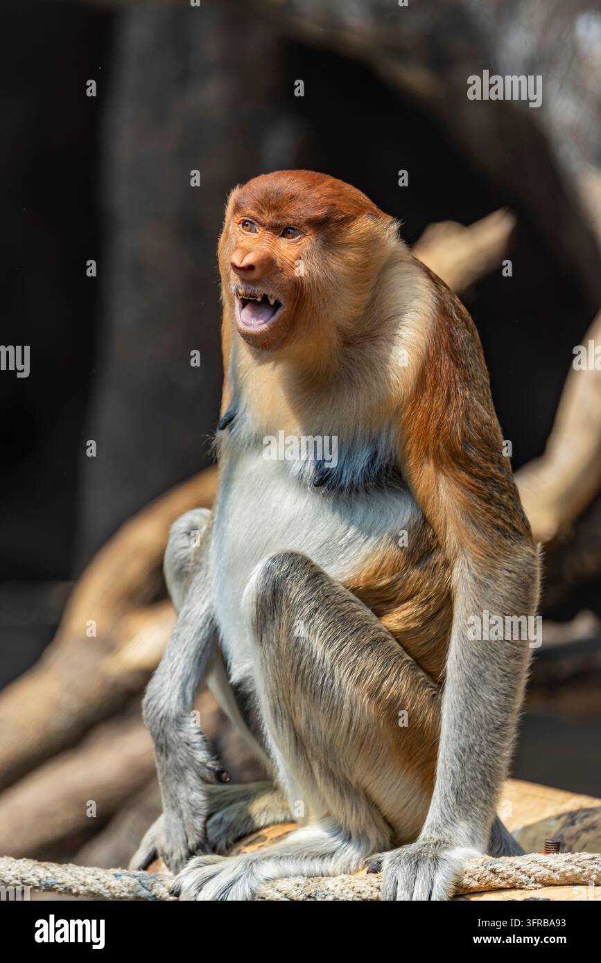 Ein junger Nasenaffe (Nasalis larvatus) ruft und zeigt die charakteristische Nase und den ausdrucksstarken Gesichtsausdruck der Art. Stockfoto