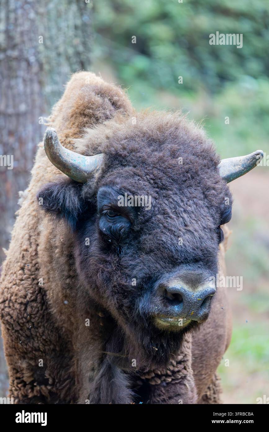 Ein Europäischer Bison steht allein. Es ist eine von zwei noch vorhandenen Bisonarten. Europäische Bisons wurden im frühen 20. Jahrhundert in freier Wildbahn ausgerottet Stockfoto