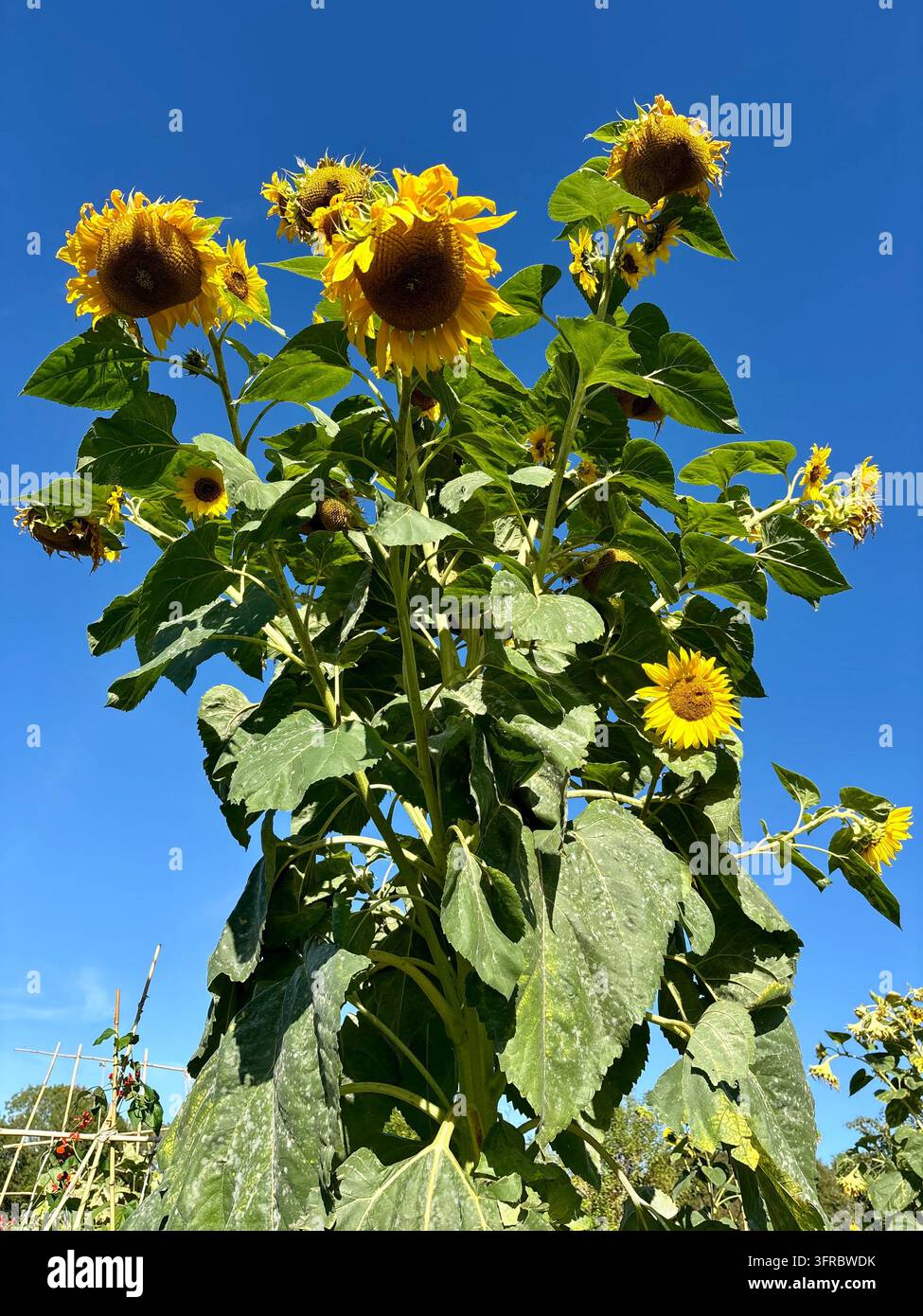 Viele Sonnenblumen wachsen an einem Stängel - Smartphone-aufgenommenes Stockfoto