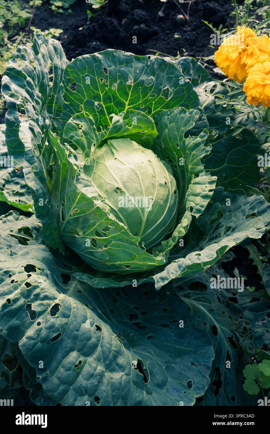 Ein grüner Kohlkopf, eingerahmt von großen durchlöcherten Außenblättern mit leuchtend gelben Ringelblumen, die daneben blühen. Begleitpflanzung schafft eine colo Stockfoto