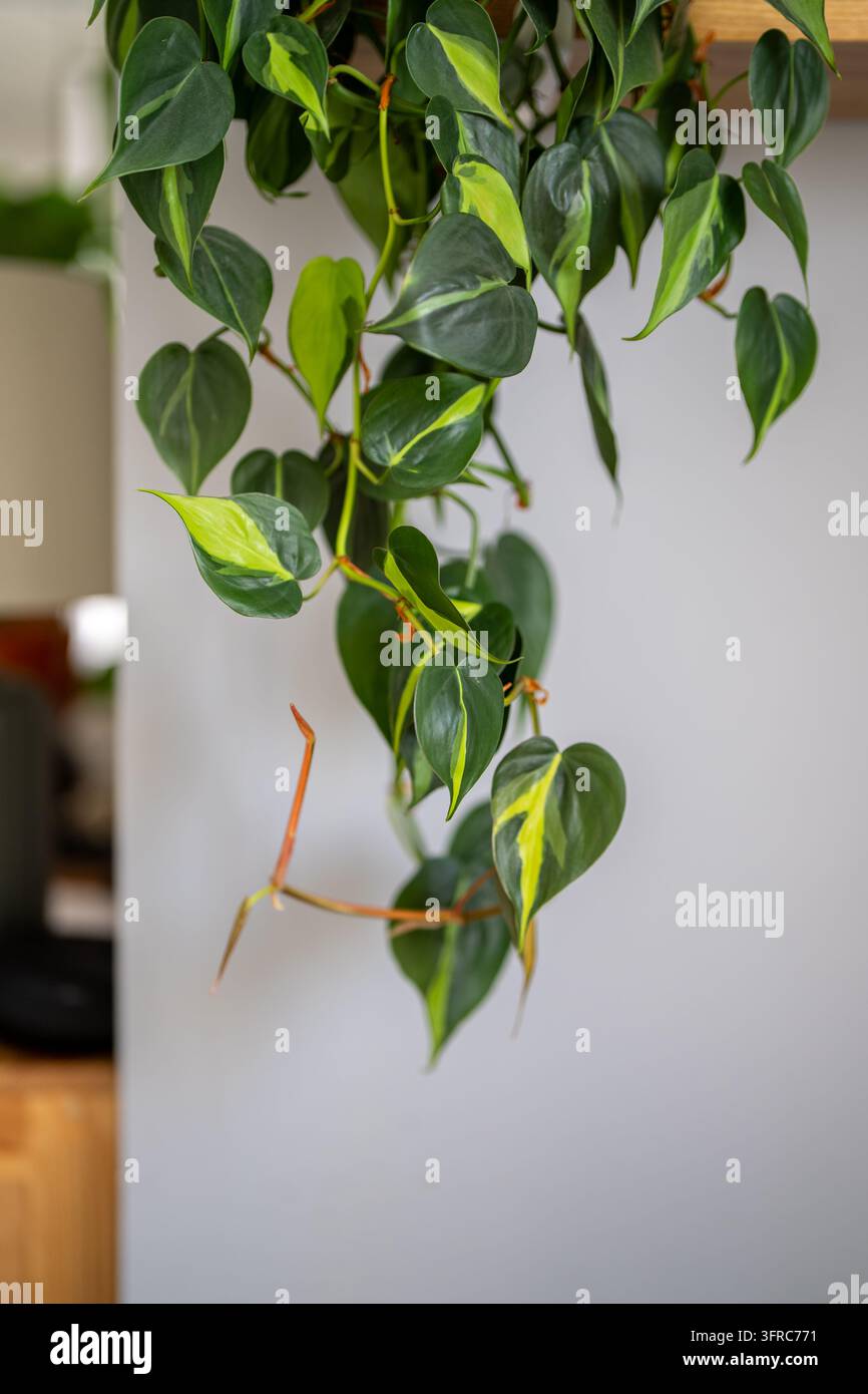 Philodendron Brasil Zimmerpflanze mit gesprenkelten herzförmigen grünen Blättern drinnen zu Hause Stockfoto