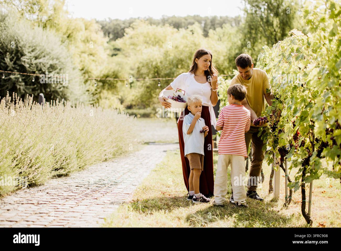 Eine Familie erntet Trauben in einem lebendigen Weinberg und genießt gemeinsam einen warmen Herbsttag. Die Kinder erkunden und helfen, während ihre Eltern sie führen. Stockfoto