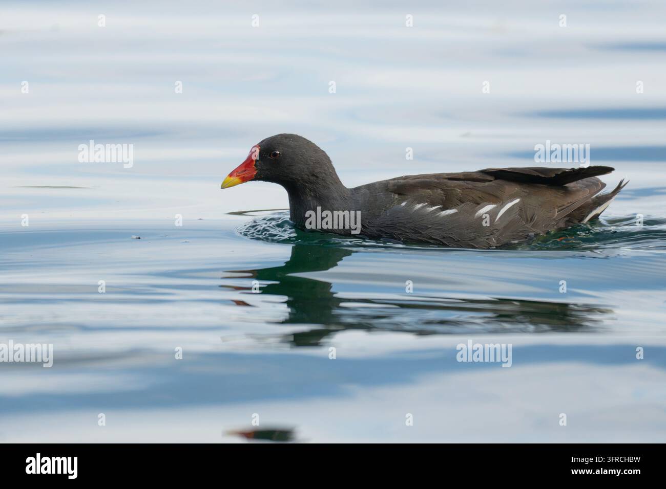 Eine erwachsene Blässhuhn mit deutlich sichtbarem rotem Schilde und gelbspitzigem Schnabel schwimmt sanft auf einer ruhigen, spiegelnden Lakenoberfläche. Stockfoto