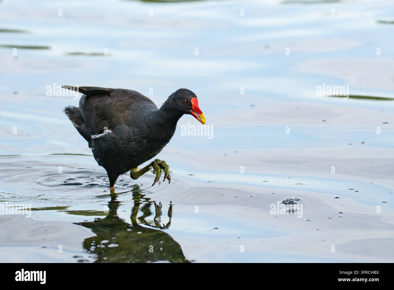 Eine Blässhuhn, das beim Verlassen des Seewassers einen Fuß hebt und seine langen charakteristischen Zehen sowie seine Spiegelung zeigt. Stockfoto