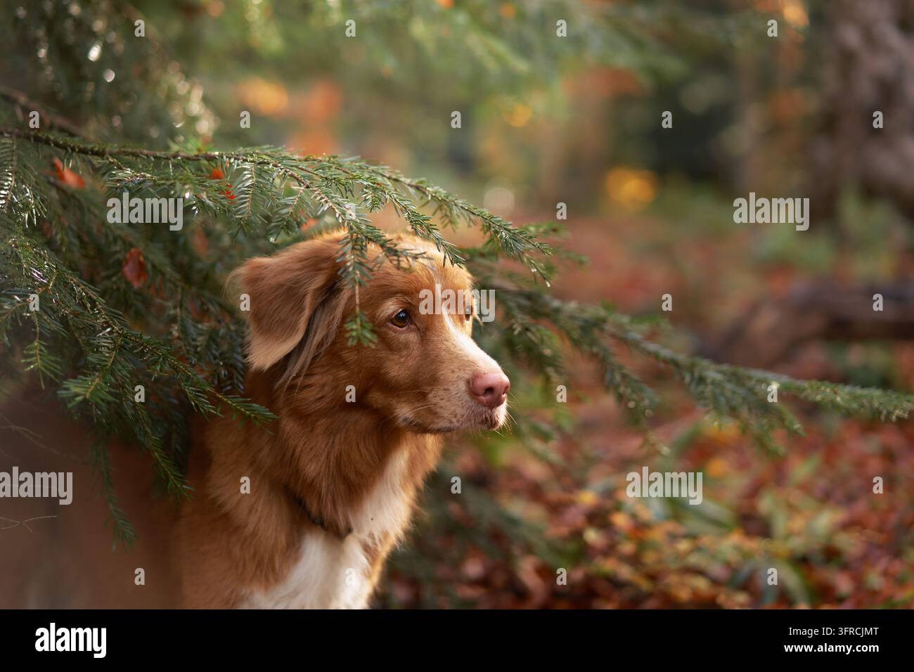 Nova Scotia Duck Tolling Retriever schaut zwischen Kiefernbranches, umgeben von herbstlichen Waldfarben. Nahaufnahme im Freien kombiniert Grün Stockfoto