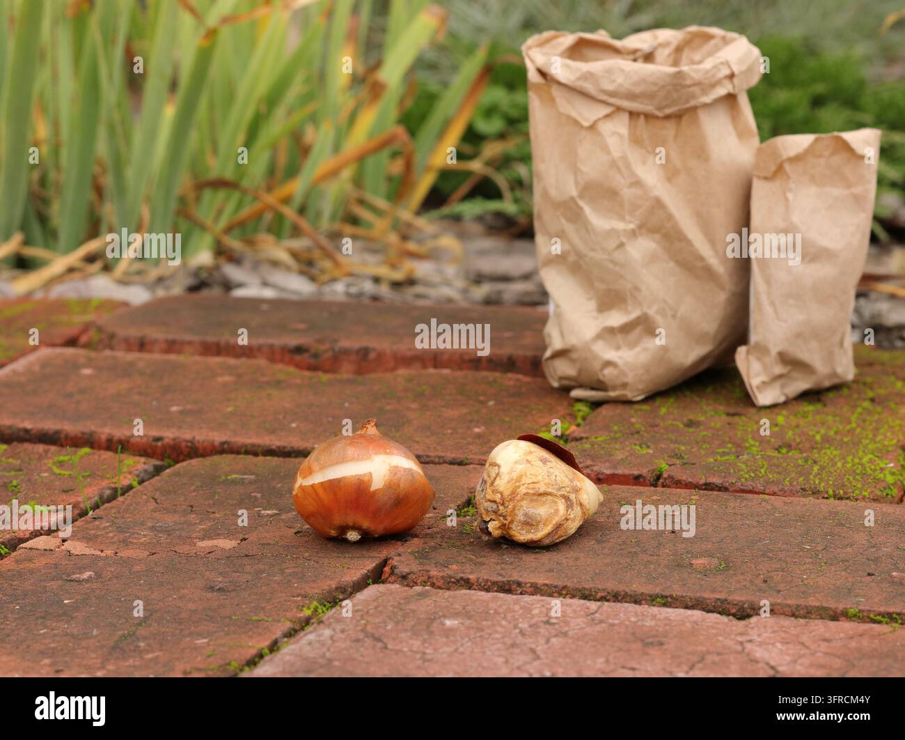 Gesunde und kranke Tulpenzwiebeln auf Ziegelpflaster in einem Herbstgarten, Konzept für die Auswahl von Qualitätsplantagenmaterial Stockfoto