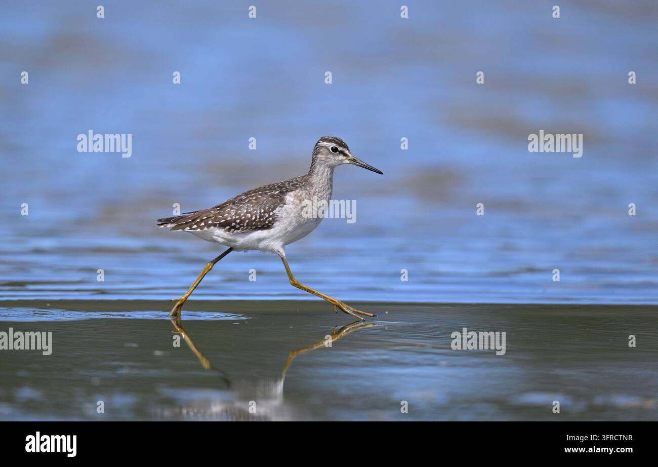 Bruchwasserläufer - Tringa glareola Stockfoto