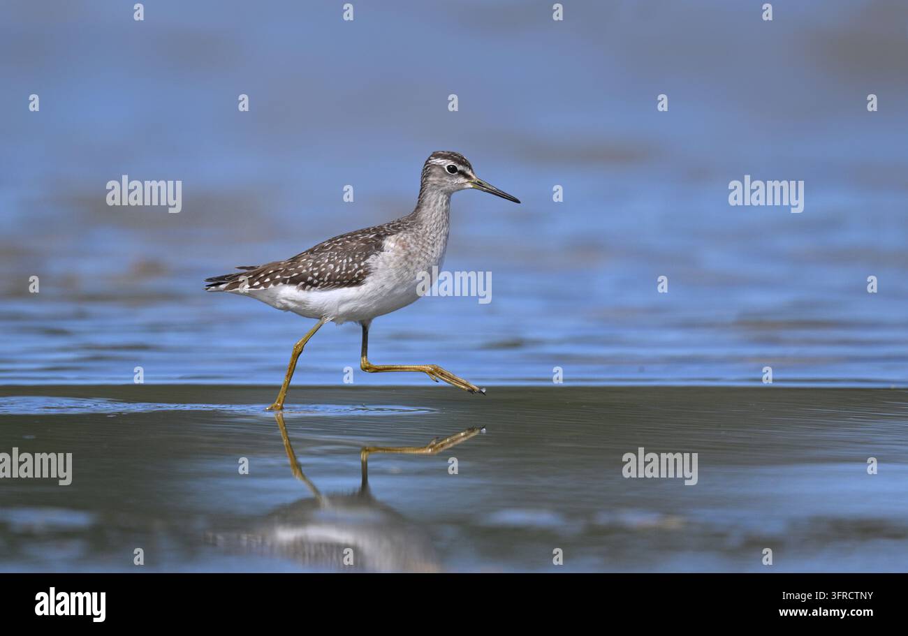 Bruchwasserläufer - Tringa glareola Stockfoto