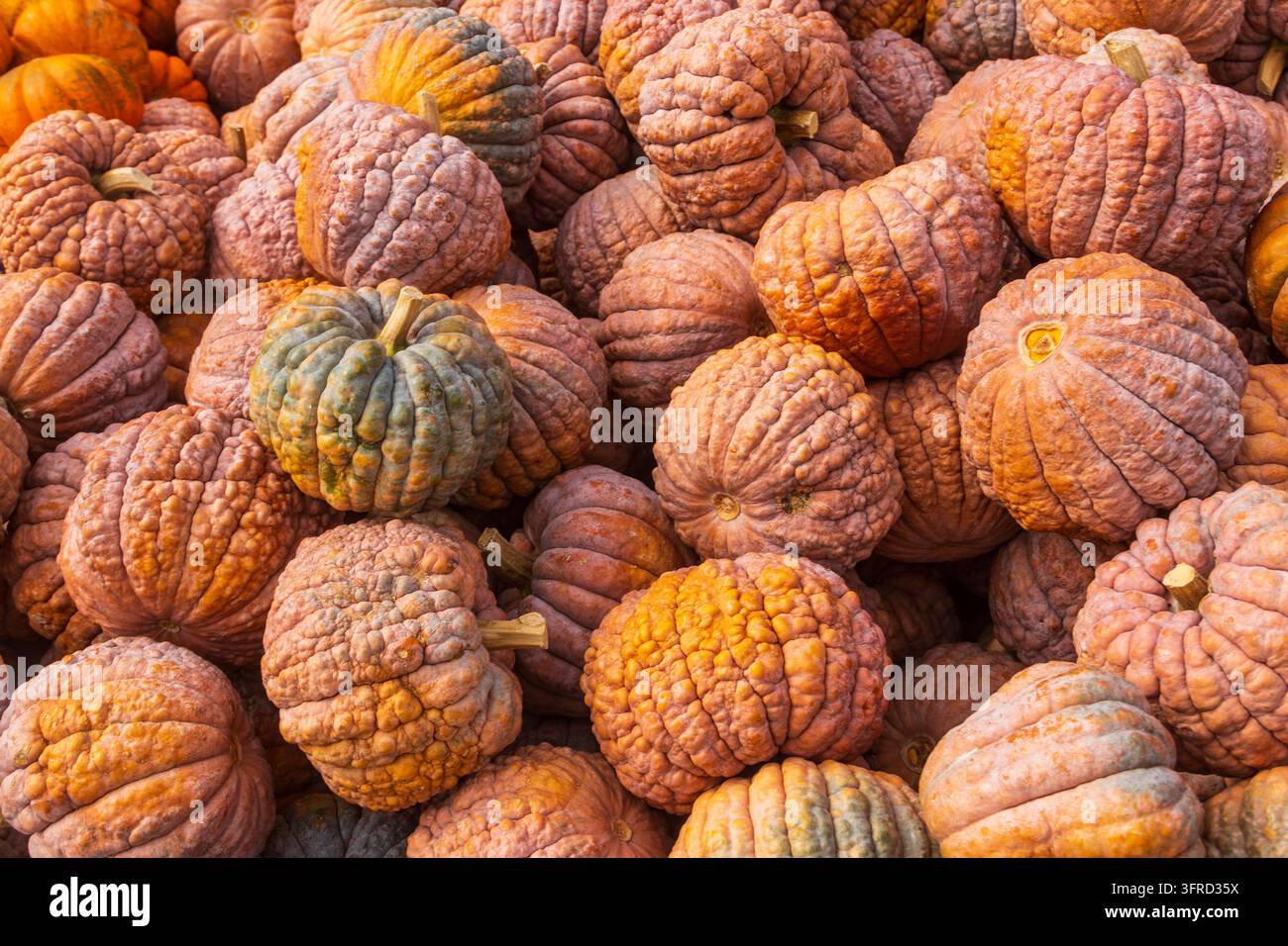 Vollbild-Textur von frischen organischen, unebenen Kürbissen auf einer saisonalen Herbst-Ernte-Marktdarstellung Stockfoto