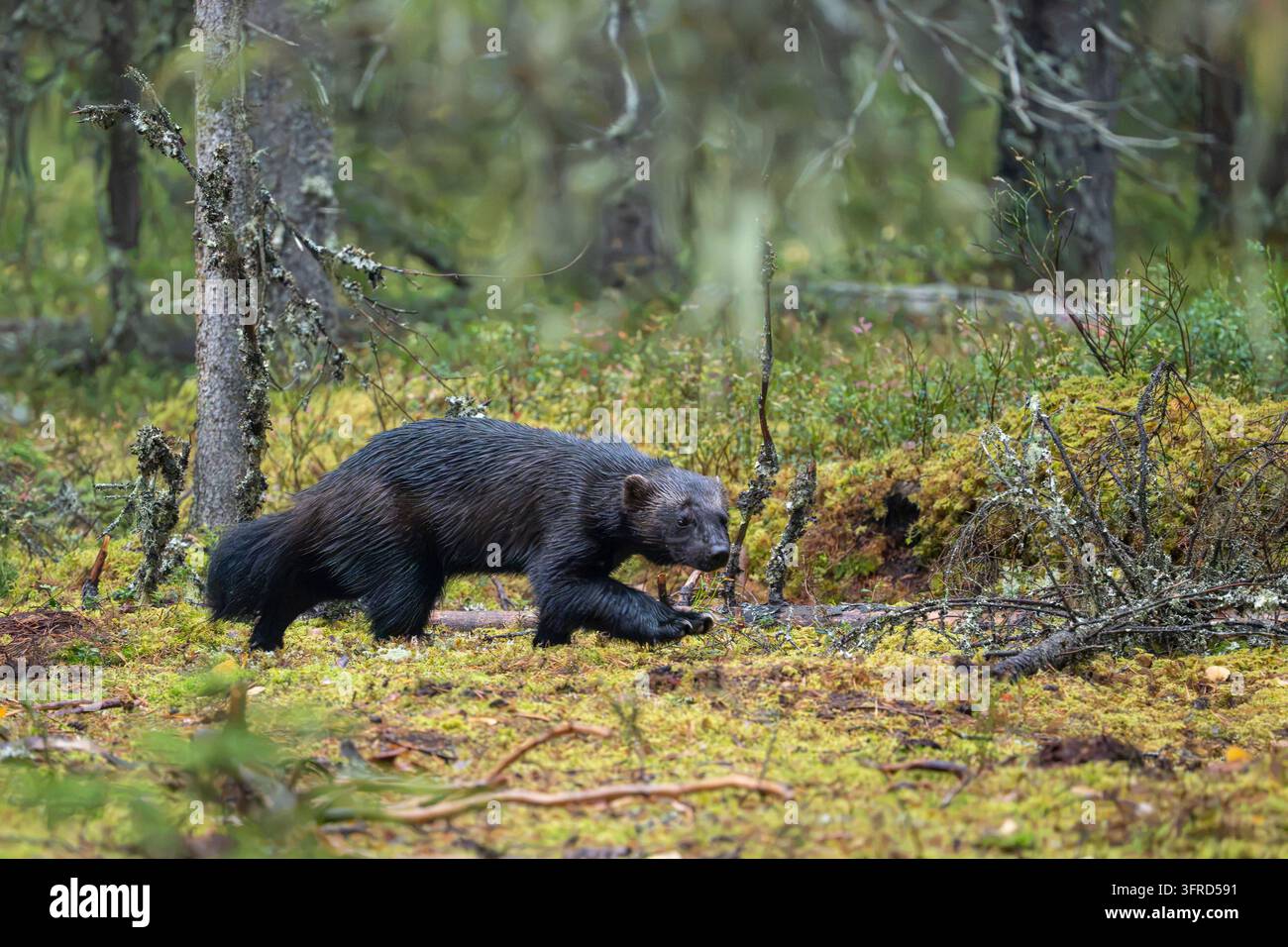 Wolverine auf Nahrungssuche im Wald, Finnland Stockfoto