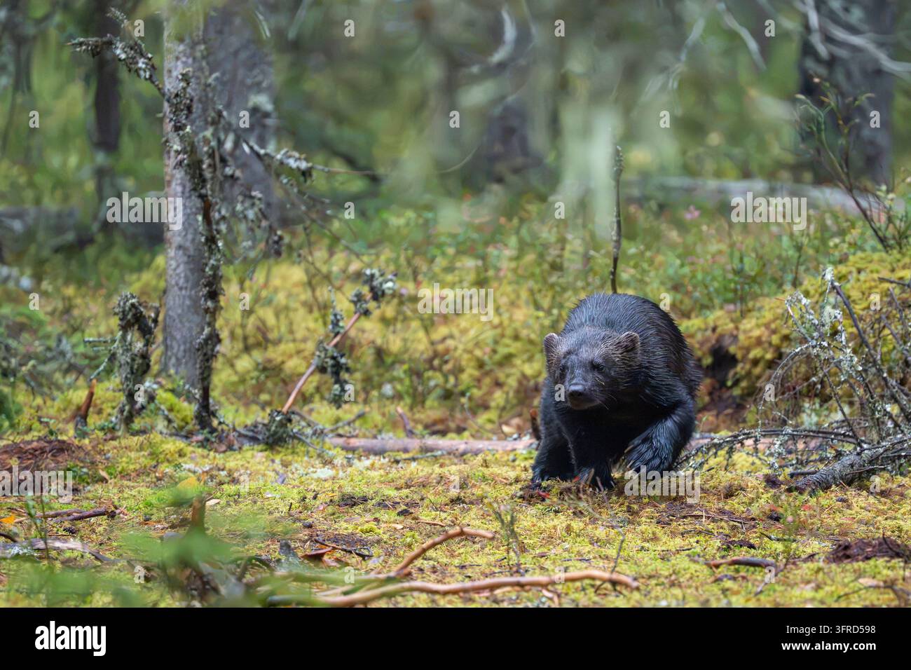 Wolverine auf Nahrungssuche im Wald, Finnland Stockfoto