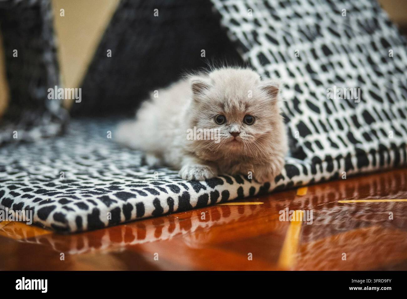 Kätzchen liegt in der Nähe des Katzenhauses. rauchiges Kätzchen Stockfoto