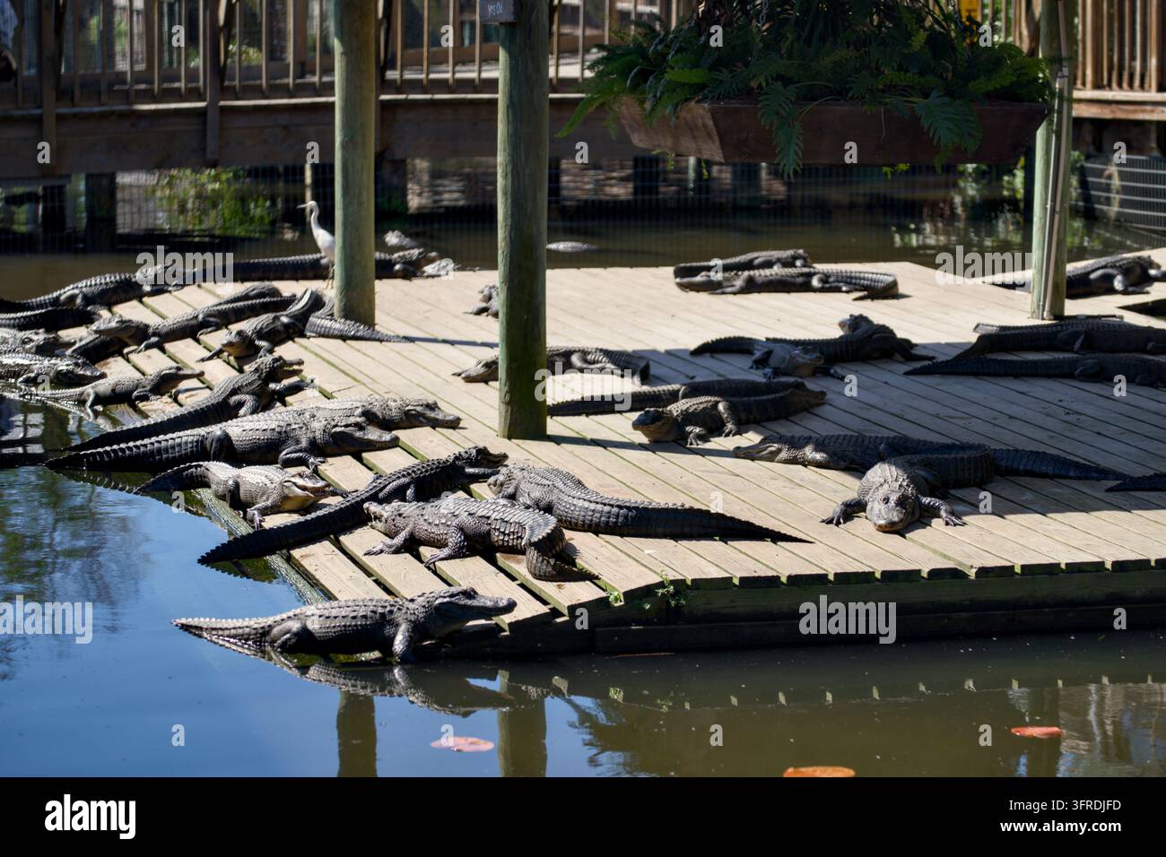 Eine große Gruppe von Alligatoren ruht auf einem hölzernen Steg neben einem Teich in Gator Land in Orlando, Florida, mit einem Reiher in der Nähe und Spiegelungen im Wasser Stockfoto