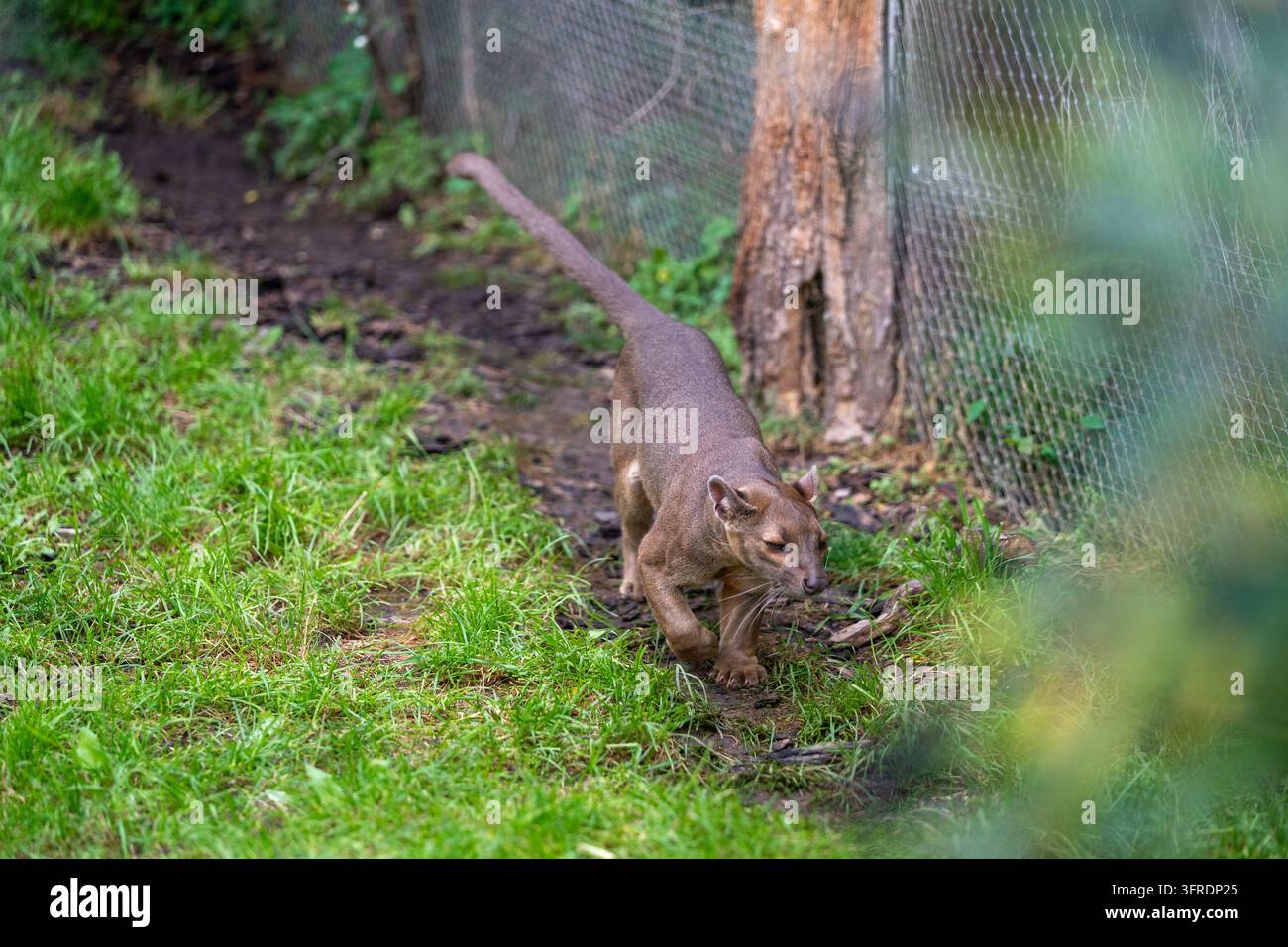 Fossa (Cryptoprocta ferox), ein fleischfressendes Säugetier, das endemisch in Madagaskar vorkommt, läuft auf dem Boden innerhalb ihres Geheges im Zoo Prag. Stockfoto